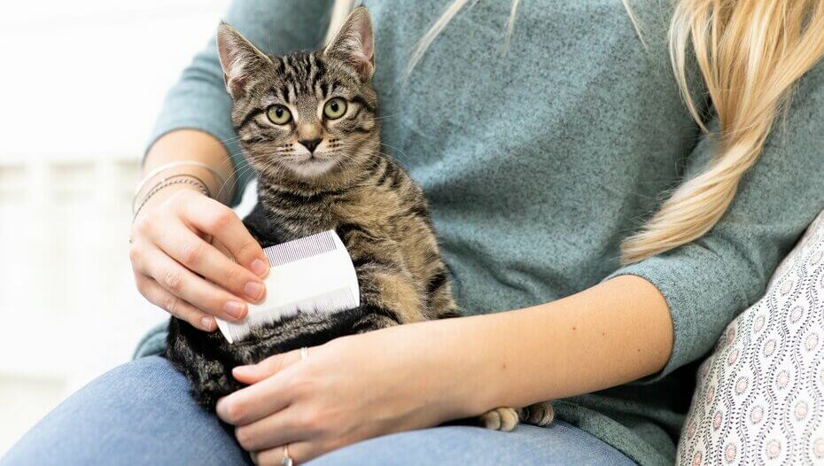 How to Groom Your Cat Properly Purina